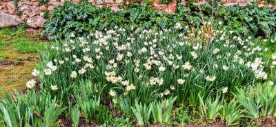 A mass of yellow and white daffodils in their prime in front of a red stone wall. It has recently rained.