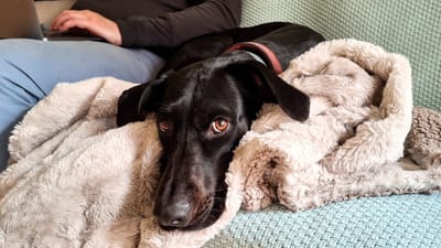 A black dog with brown eyes lies curled up on a blue couch and grey blanket. She is wearing a red collar and her brown eyes are staring at the camera.