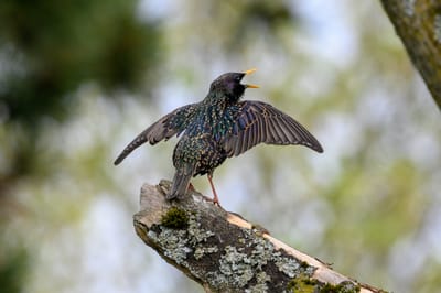 A dark grey bird with its yellow beak open and wings outspread is perched on the end of a mossy log. Small feathers in jewel greens and purples cover its back.