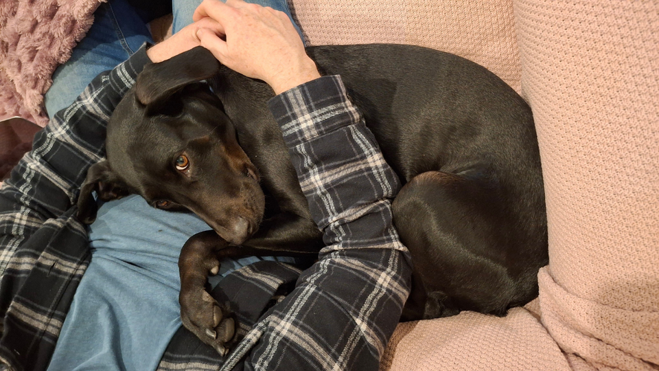 A large black dog with brown eyes is being cradled like a baby by a white person in a navy flannel shirt on a pink couch. 